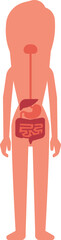 A woman s internal organs are shown in red