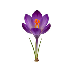Fototapeta premium Crocus isolated on transparent or white background, png