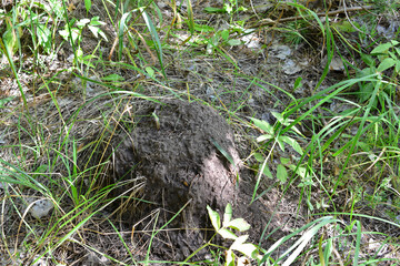 Mound of Earth in Grassy Undergrowth