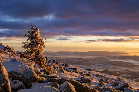 View of a snow-dusted pine tree clinging to rocky heights, bathed in the golden glow of a winter sunrise, a serene landscape unfolding below, Babia Hora, Zilina Region, Slovakia.