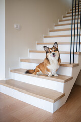 welsh corgi pembroke dog sitting on modern wooden stairs