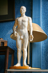 Akupunktur-Modell  mit Meridianen & Druckpunkten