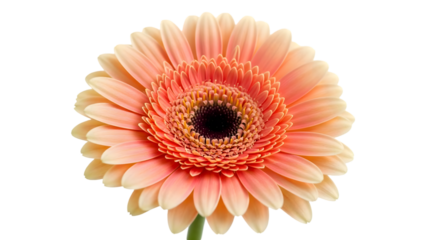 Beautiful peach gerbera daisy isolated on transparent background