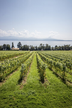 View of rows of verdant grape vines stretch towards the tranquil lake and distant mountains under a clear sky, casting shadows across the lush green ground, Geneva, Geneva, Switzerland.
