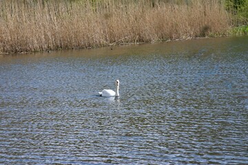 A close-up view of a serene swan gliding across a calm pond, its white feathers reflected softly in the rippling water beneath the gentle light.