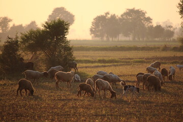 View of sheep grazing peacefully in a golden field under a hazy sky, their silhouettes blending with the landscape, Sheikhupura, Punjab, Pakistan.