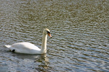 A close-up view of a serene swan gliding across a calm pond, its white feathers reflected softly in the rippling water beneath the gentle light.