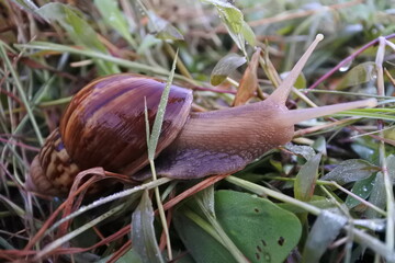A close-up photograph of a brown snail crawling through fresh, dew-covered grass, highlighting the detailed texture of its shell and body in a natural outdoor setting.