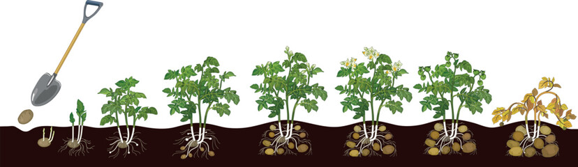 Fototapeta premium Life cycle of potato plant development from planting the tuber and sprouting to harvesting. Growth stages (phenophases) of potato plant isolated on white background