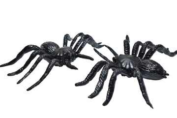 Children's toy. Two black spiders, exact replicas of real spiders, isolated on a PNG background.