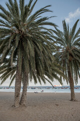 Photos taken in La Orotava, Tenerife Lush palm trees sway in a beach environment, creating a tropical paradise ambiance
