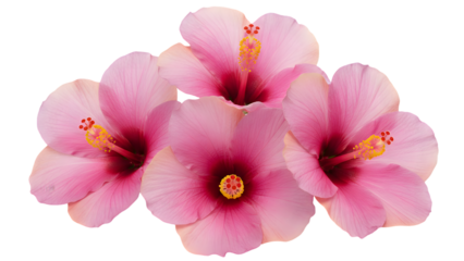 Three pink flowers isolated on transparent background with yellow stamens