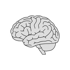 Stylized illustration of a human brain with detailed convolutions.