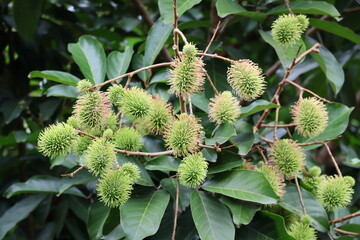 green fruit on tree branches. Young green rambutan fruit on the tree