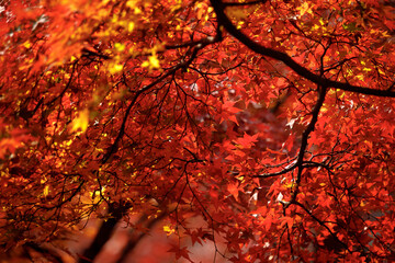 Bright red maple leaves. The forest becomes a sea of deep red tones as fall reaches its peak