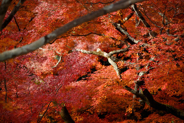 Bright red maple leaves glow vividly under the soft seasonal sunlight