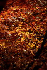 A gentle breeze moves through the bright red maple leaves, enhancing the autumn charm