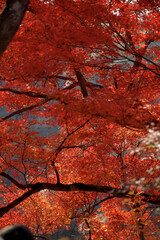 Bright red maple leaves blanket the ground with rich, warm colors of autumn
