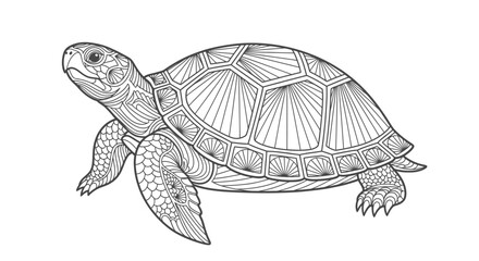 Fototapeta premium Detailed Line Drawing of a Turtle