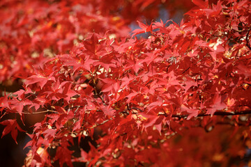 Trees transform into a stunning display of bright red maple leaves during the fall season