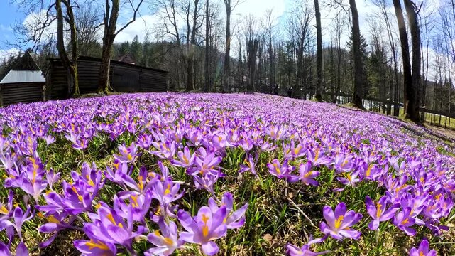 blooming crocuses against the backdrop of an old wooden house