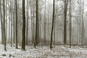 Fototapeta premium Trees in Bialowieza Forest in Poland, winter