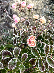 Pink rose covered in frostbite