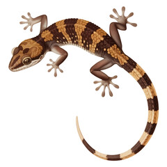 Obraz premium Detailed Brown and Yellow Gecko Illustration on Transparent Background