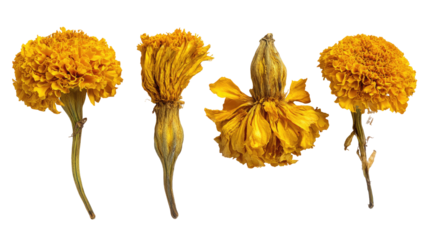 Four dried marigold flowers with varying degrees of wilting, isolated on a black background