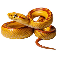 Fototapeta premium Vibrant Yellow and Orange Snake Coiled Isolated on Black Background