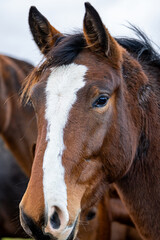 Obraz premium Close-Up Portrait of Brown Horse With White Blaze and Alert Ears in Rural Pasture