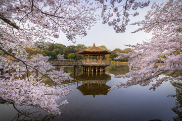 View of a traditional pavilion reflected in calm waters, framed by delicate cherry blossoms in full bloom, creating a serene and picturesque scene, Nara, Nara, Japan.