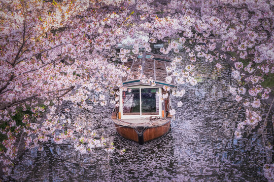 View of a traditional wooden boat gliding through a canal, embraced by the soft pink blossoms of cherry trees, creating a dreamy scene, Kyoto, Kyoto, Japan.