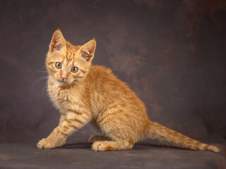 Portrait of a ginger kitten on a brown background. Studio shooting.
