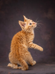 Portrait of a ginger kitten on a brown background. Studio shooting.