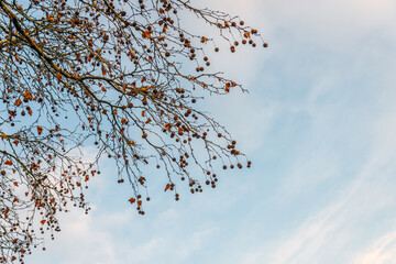 A close-up of ripe plane tree fruit hanging from branches and twigs, contrasting with the partly cloudy sky. The photo was taken at the end of an autumn day.