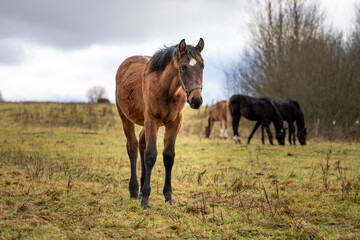 Fototapeta premium Young Brown Horse Walking Toward Camera in Rural Pasture With Grazing Herd in Background