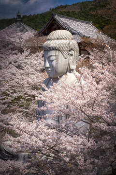 View of a serene, stone Buddha statue amidst a profusion of pale pink cherry blossoms, framed by traditional Japanese architecture, Nara, Nara, Japan.