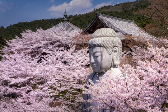 View of a serene stone Buddha statue nestled amidst vibrant cherry blossoms with a traditional Japanese temple in the background, Nara, Nara, Japan.