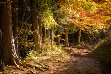 View of a winding path bathed in warm sunlight, flanked by trees ablaze with autumn colors, creating a serene and inviting scene, Nakatsugawa, Gifu, Japan.