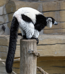 Black-and-white Ruffed Lemur from the rainforests of eastern Madagascar, Varecia variegata