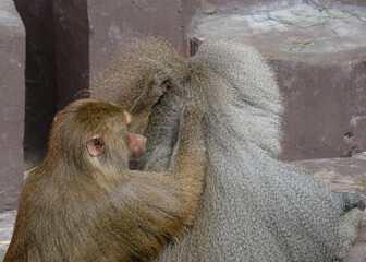 Olive Baboons with social grooming behavior, where one baboon carefully parts the fur of another to remove debris and parasites, Papio anubis