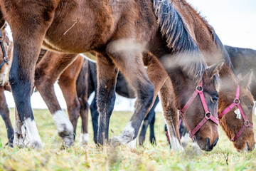 Young Horses Grazing Together in Rural Pasture, Close-Up of Legs and Heads With Halters