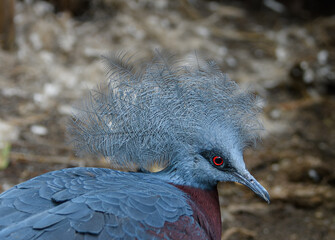 Close-up of a Victoria Crowned Pigeon, Goura victoria from New Guinea