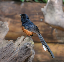 W,hite-rumped Shama, Old World flycatcher, Copsychus malabaricus