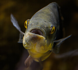 Silver Arowana, Osteoglossum bicirrhosum