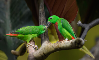Blue-crowned Hanging Parrot,  Loriculus Galgulus