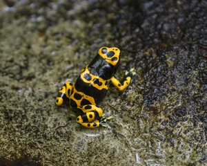 Bumblebee Poison Dart Frog, aka Yellow-banded Poison Dart Frog, Dendrobates leucomelas