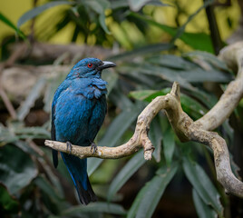 Male Asian Fairy-bluebird, Irena Puella