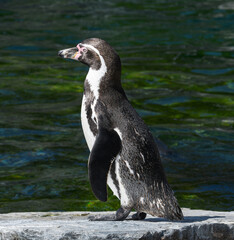 Humboldt penguin in Antarctica, Spheniscus humboldti